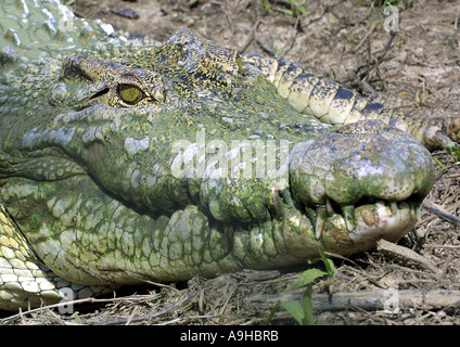 Siamese crocodile (Crocodylus siamensis) Stock Photo
