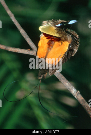 magnificent bird of paradise (Diphyllodes magnificus) Stock Photo