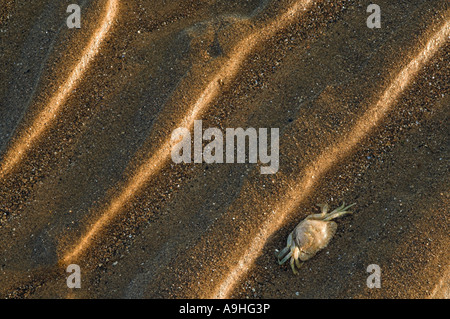 Small Edible Crab Cancer pagurus on beach Stock Photo