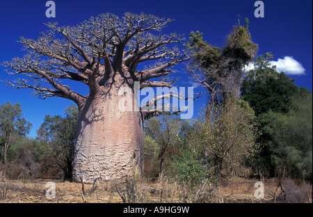 Baobab tree Madagascar. Stock Photo