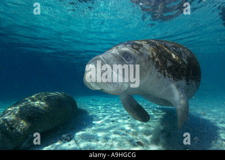 Florida manatee Trichechus manatus latirostris Crystal River Florida USA Stock Photo