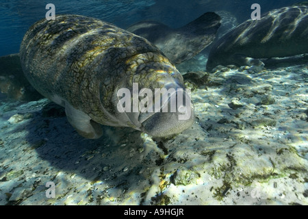 Florida manatee Trichechus manatus latirostris Crystal River Florida USA Stock Photo