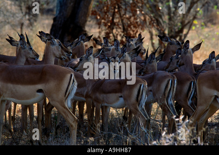 Impala shading from the miday sun in Kruger Park Stock Photo