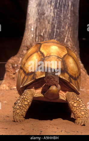 The Angonoka tortoise, Geochelone yniphora, is one of the ten most endangered animals in the world. Stock Photo