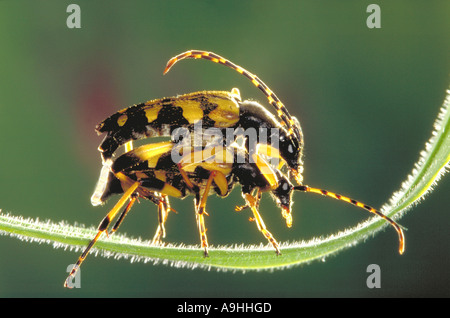 long-horned beetle (Strangalia maculata), mating Stock Photo