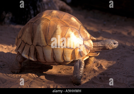 The Angonoka tortoise, Geochelone yniphora, is one of the ten most endangered animals in the world Madagascar Stock Photo