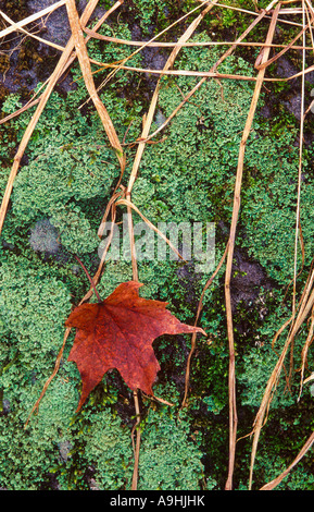 Red maple leaf on green moss and lichen as fall approaches.