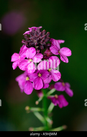 Erysimum 'Bowles' Mauve Flowers. Stock Photo