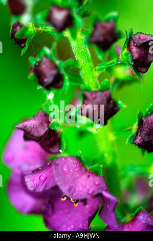 Erysimum 'Bowles' Mauve Flowers. Stock Photo