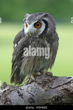 White faced Scops owl Stock Photo