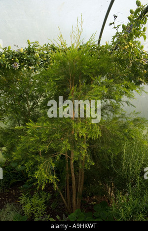 Tea tree, Melaleuca alternifolia growing in a polytunnel in Wales, UK. Stock Photo