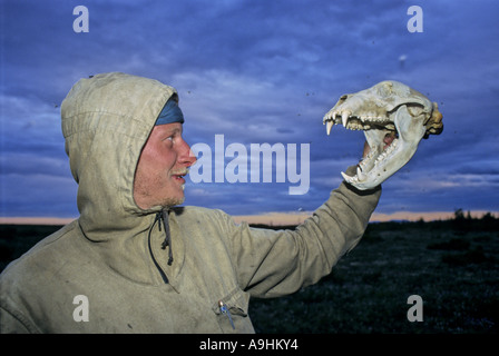 brown bear (Ursus arctos), man shows skull, Russia, East Siberian Stock Photo