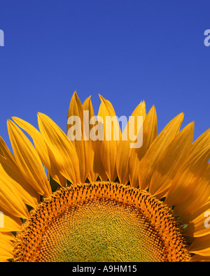 FLORA: Sunflower (lat. helianthus) Stock Photo