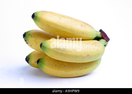 Chinese banana (Musa cavendishii), banana Stock Photo