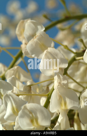 Closeup of White Wisteria Flowers in Early Summer Bloom in a Cheshire Garden england United Kingdom UK Stock Photo