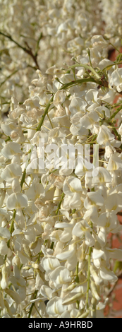 Closeup of White Wisteria Flowers in Early Summer Bloom in a Cheshire Garden england United Kingdom UK Stock Photo