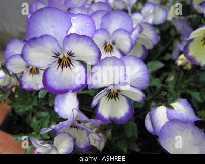 Pansies in Full Spring Bloom at Holker Hall Cumbria England United Kingdom UK Stock Photo