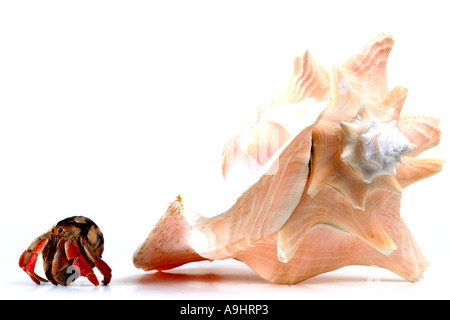 land hermit crabs (Coenobita spec.), beside snail shell Stock Photo