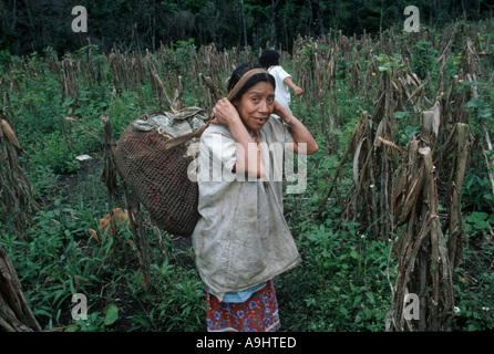 Mexico, Chiapas, Naha, Selva Lacandona, North America. Stock Photo