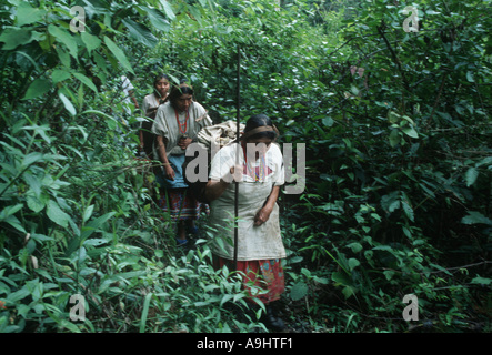 Mexico, Chiapas, Naha, Selva Lacandona, North America. Stock Photo