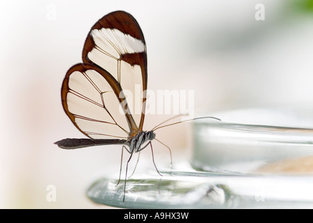 Glasswing butterfly (great oto)