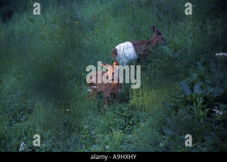 Roe Deer (Capreolus capreolus) young roes, fawn, one of them with defect of pigmentation Stock Photo