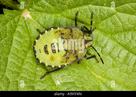 Larva of a green stink bug (Palomena prasina) Stock Photo