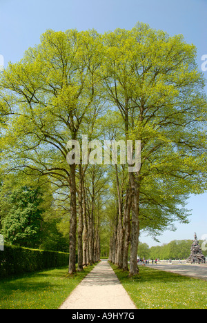 Narrow alley with Small-leaved Lime Tilia cordata trees at spring time at Schloss Herrenchiemsee Herreninsel Chiemsee Bavaria G Stock Photo