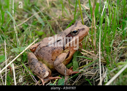 Gras Frog sitting on pasture Stock Photo