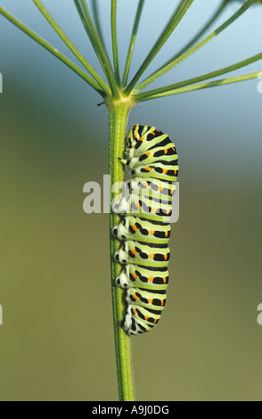 Swallowtail (Papilio machaon) on fodder plant Stock Photo