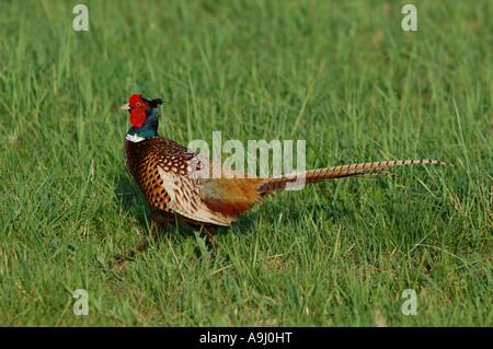 Common Pheasants (Phasianus colchicus) Stock Photo