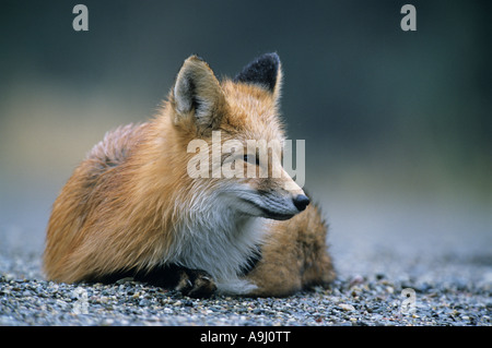 American Red Fox (Vulpes vulpes) female is resting on edge of the forest, Stock Photo