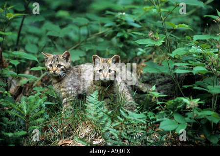 European Wild Cat (Felis silvestris silvestris) two kitten in forest, Bayrischer Wald National Park. Stock Photo