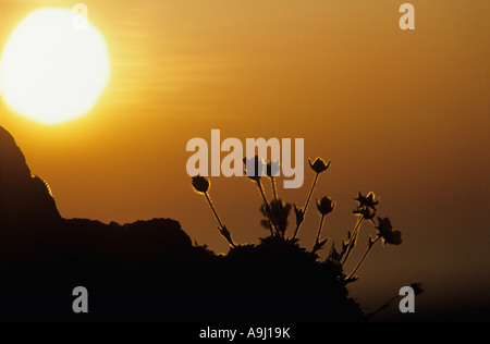 USA Alaska Setting midnight sun and mountain buttercup Ranunculus escholtzii in Arctic National Wildlife Refuge Stock Photo