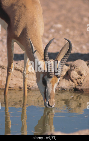 Springbok drinking at a pool in Kalahari Gemsbok National Park South Africa Stock Photo