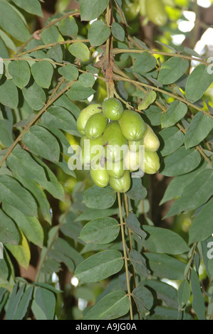 Bilimbi fruit growing on a Averrhoa bilimbi tree in Ooruttambalam ...