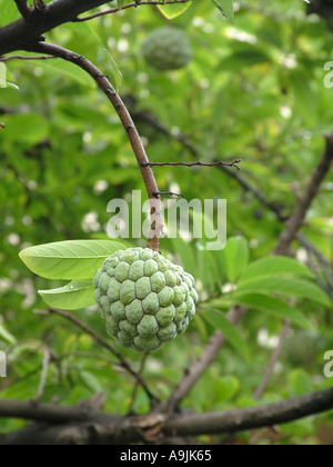 ANG99091 Custard Apple fruit growing on a tree   annona squamosa Stock Photo