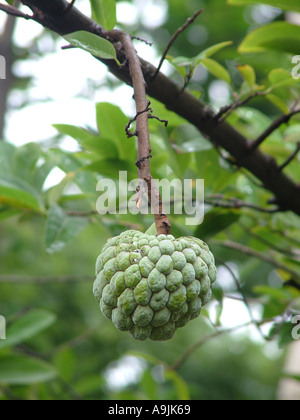 ANG99092 Field of food one Sugar Custard Apple Annona squamosa Stock Photo