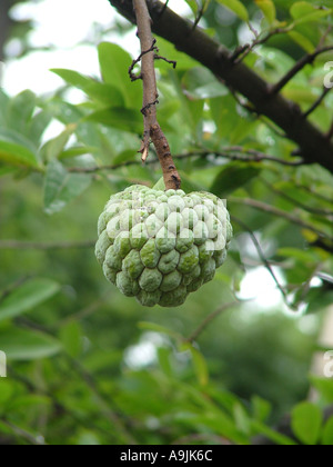 Custard Apple fruit growing on tree Stock Photo