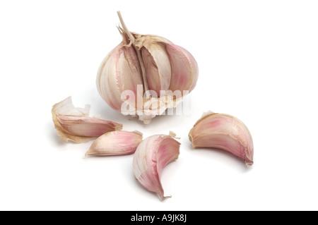 Garlic Bulb opened showing individual cloves Stock Photo