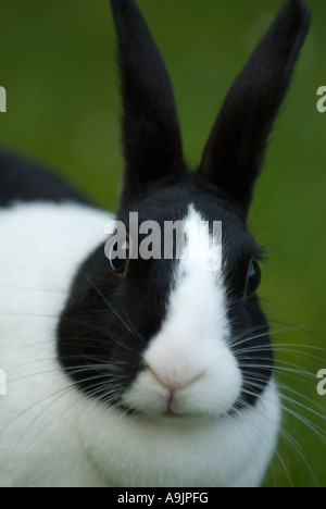 Portrait of domesticated black and white dutch rabbit Stock Photo