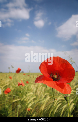 poppy flower Stock Photo