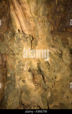 Close Up Of an Old Yew Tree In A Church Yard in Hampshire England UK Stock Photo