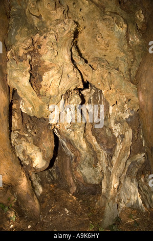 Close Up Of an Old Yew Tree In A Church Yard in Hampshire England UK Stock Photo