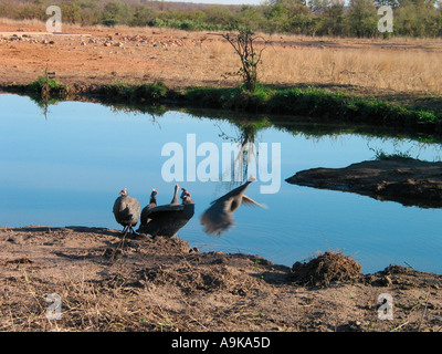 Guinea fowl by small river with one taking to flight in Kruger National Park Stock Photo