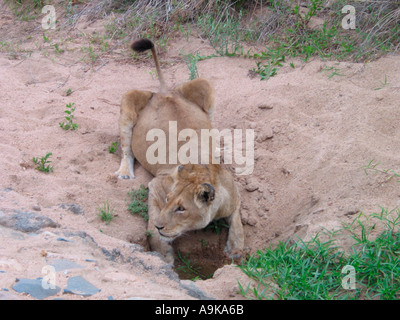 Lioness drinking from pool of water at dirt road in Kruger National Park Stock Photo