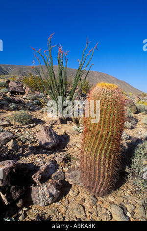 Barrel Cactus and Ocotillo in bloom near Yaqui Pass Anza Borrego Desert State Park California Stock Photo
