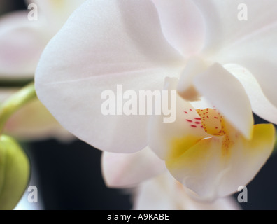White Butterfly Orchid Phalaenopsis in close up selectively focused on the yellow lip petal of one backlit flower Stock Photo