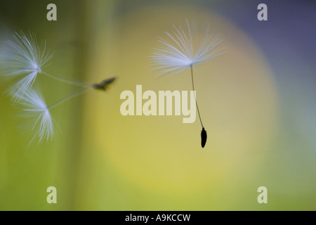 common dandelion (Taraxacum officinale), seeds Stock Photo
