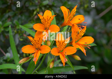 Alstroemeria aurea Stock Photo